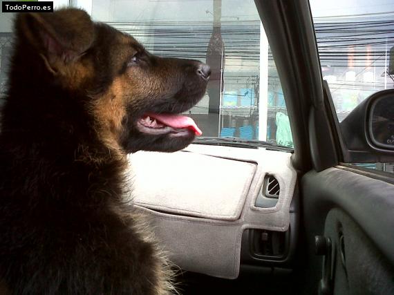 La foto del perro