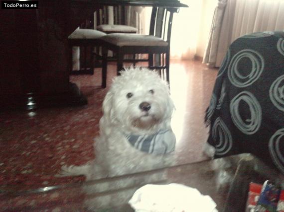 La foto del perro