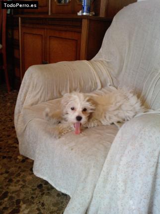 La foto del perro