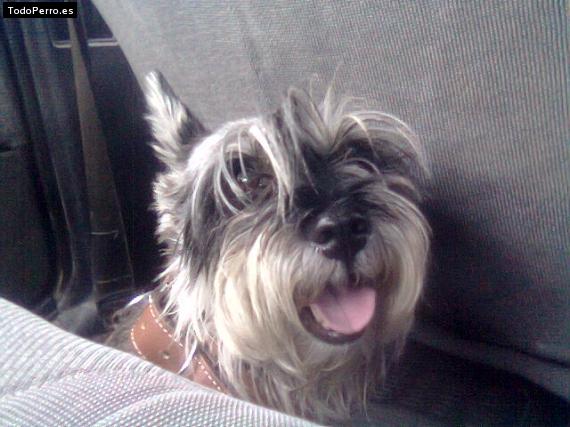 La foto del perro