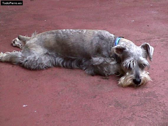 La foto del perro