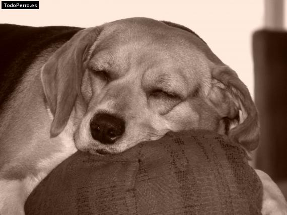 La foto del perro