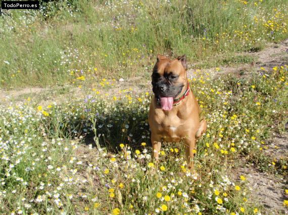 La foto del perro