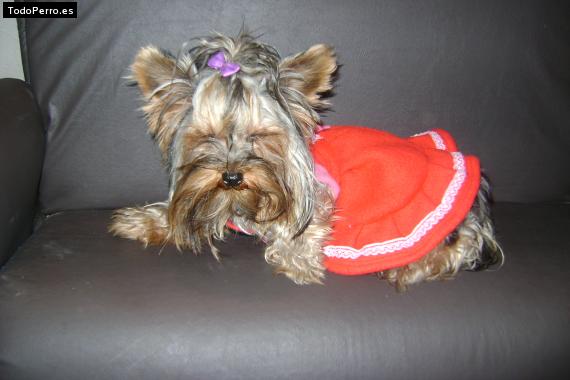 La foto del perro