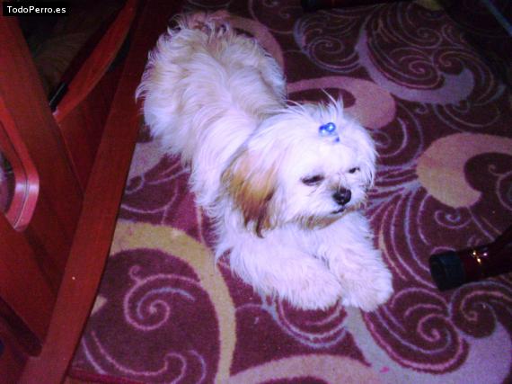 La foto del perro