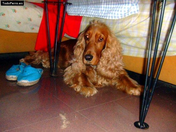 La foto del perro