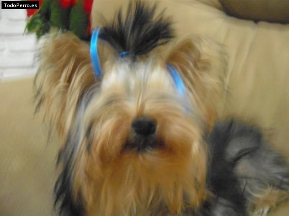 La foto del perro