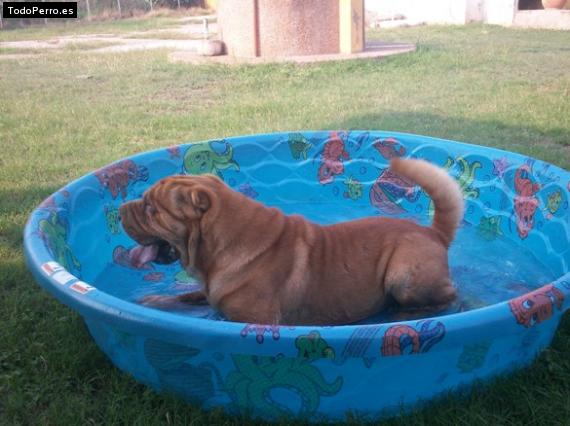 La foto del perro