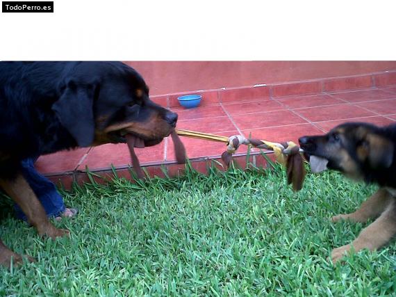 La foto del perro