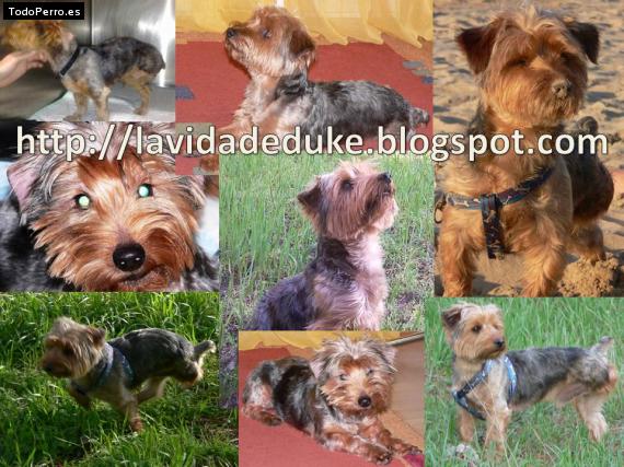 La foto del perro