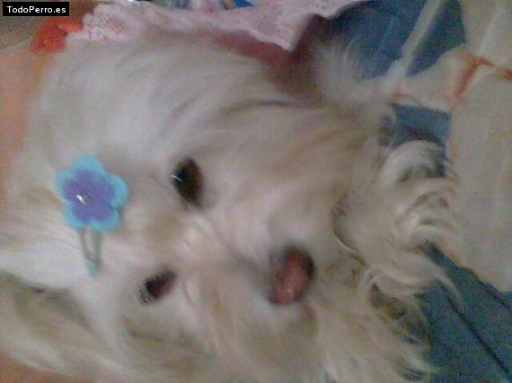 La foto del perro