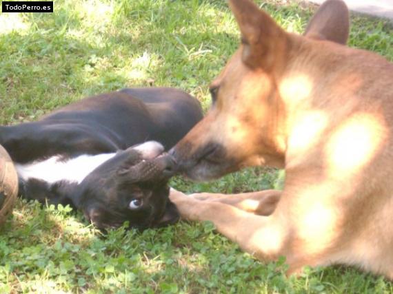 La foto del perro