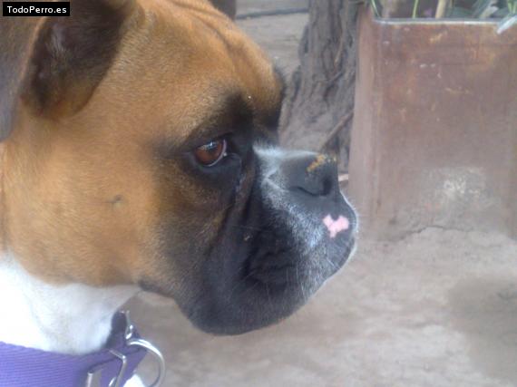 La foto del perro
