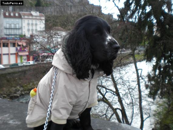 La foto del perro