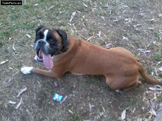 La foto del perro