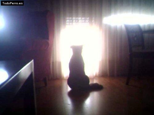 La foto del perro