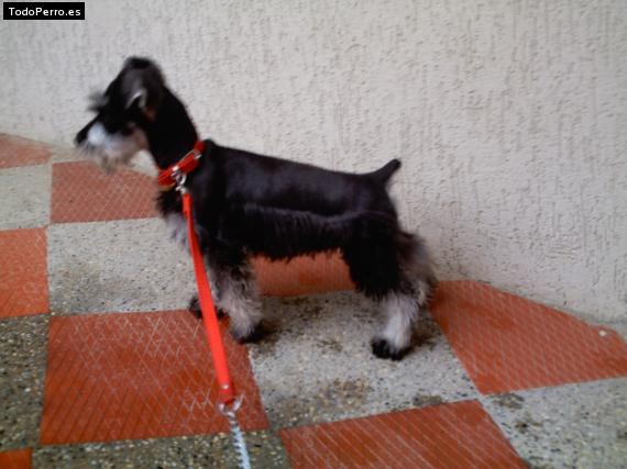 La foto del perro