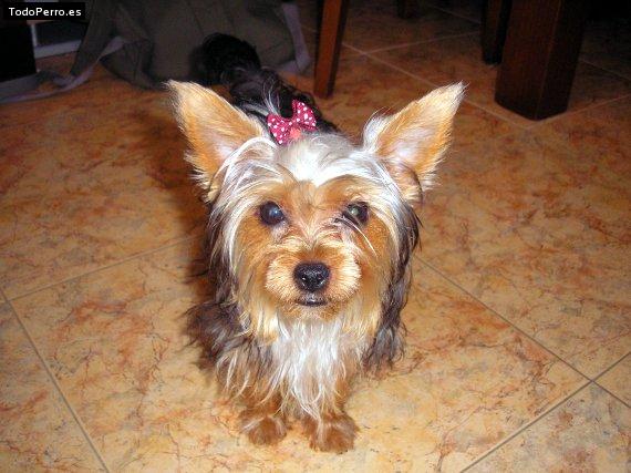 La foto del perro