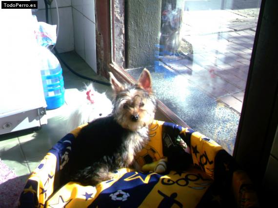 La foto del perro