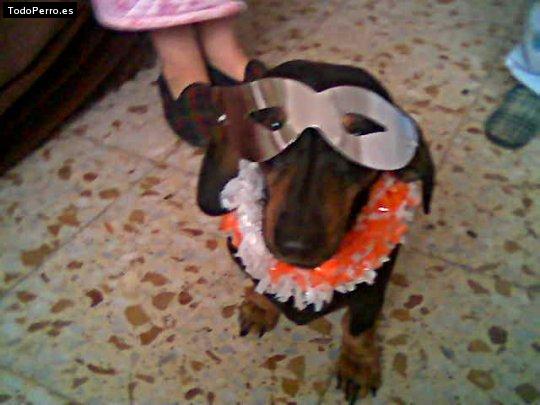 La foto del perro