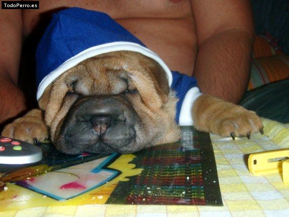 La foto del perro