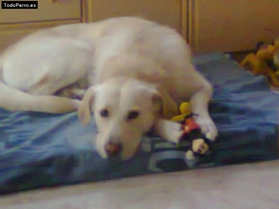 La foto del perro