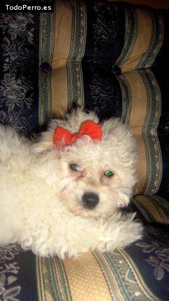 La foto del perro