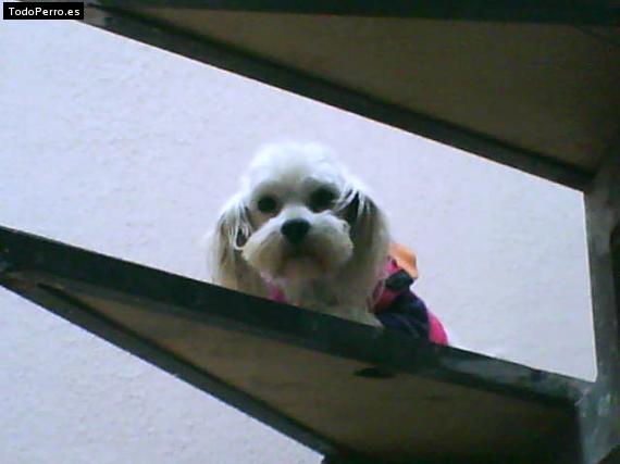 La foto del perro