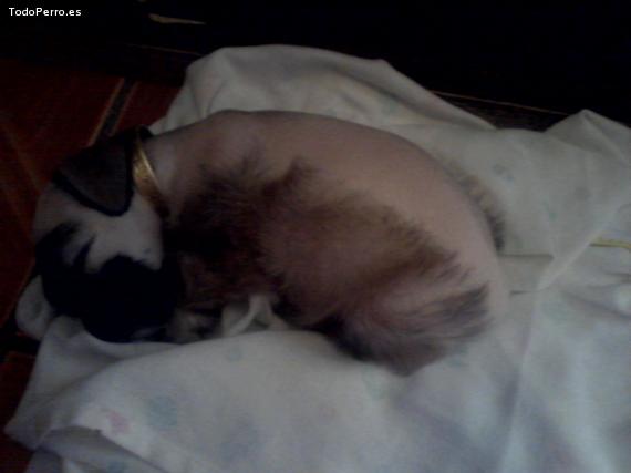 La foto del perro