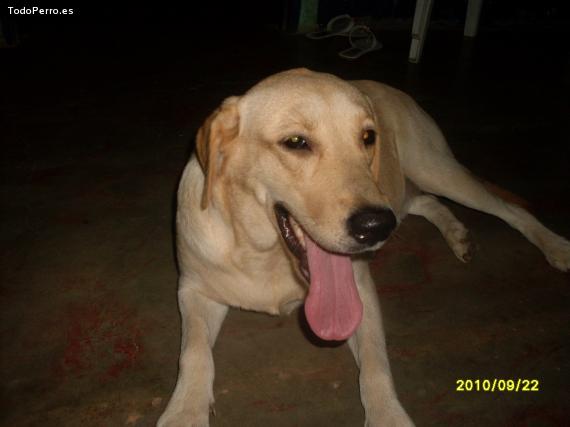 La foto del perro