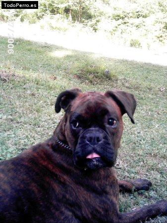 La foto del perro