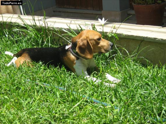 La foto del perro