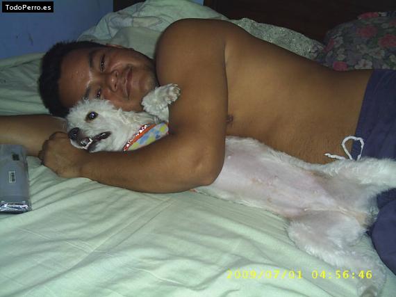 La foto del perro