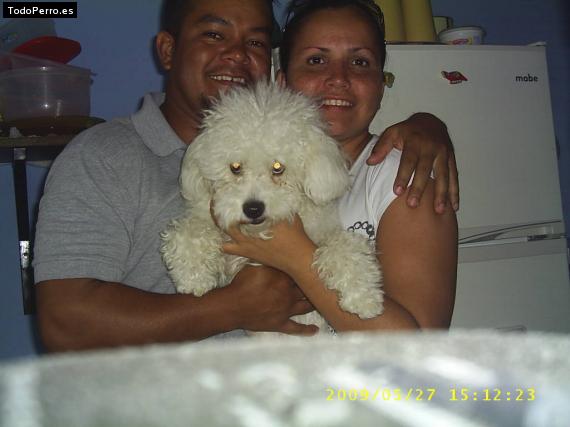 La foto del perro