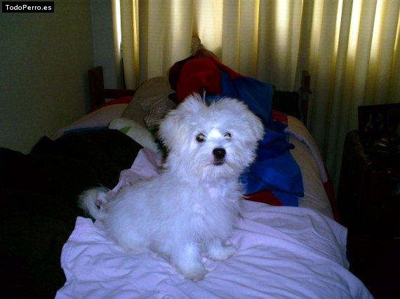 Foto del perro Mia