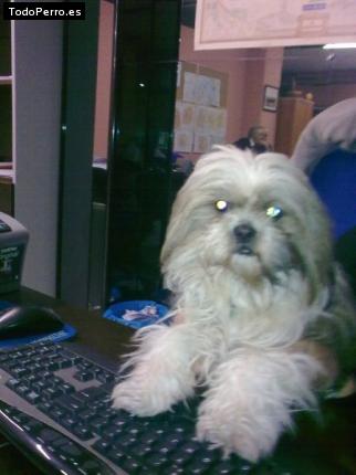 La foto del perro