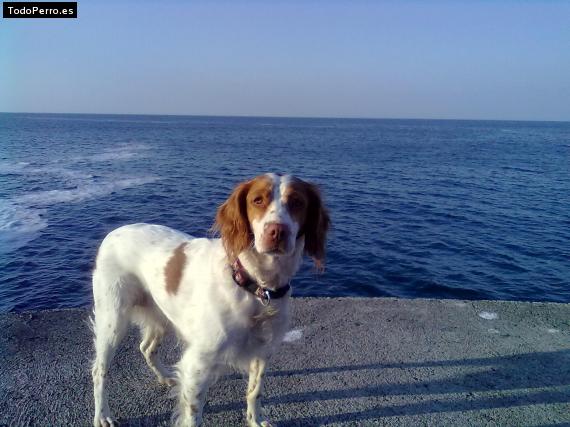 La foto del perro