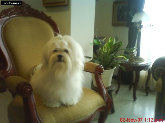 La foto del perro
