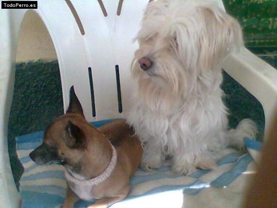 La foto del perro