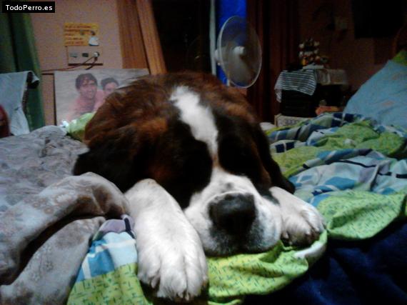 La foto del perro