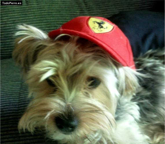 La foto del perro