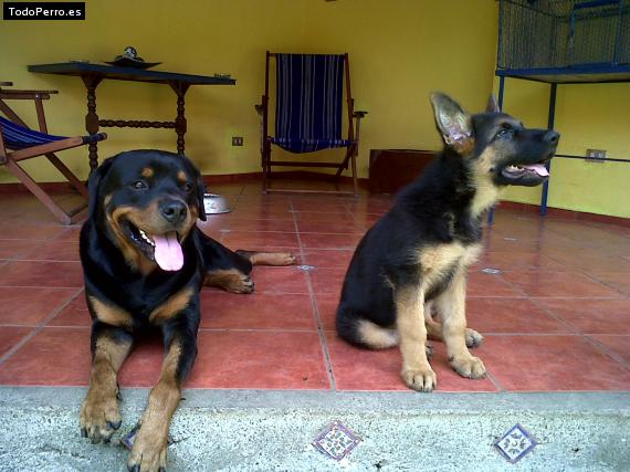 La foto del perro