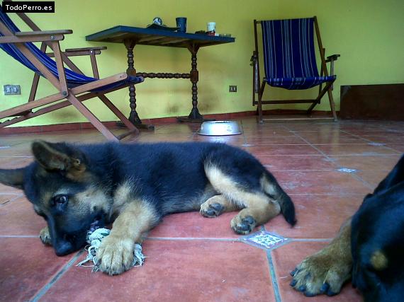 La foto del perro