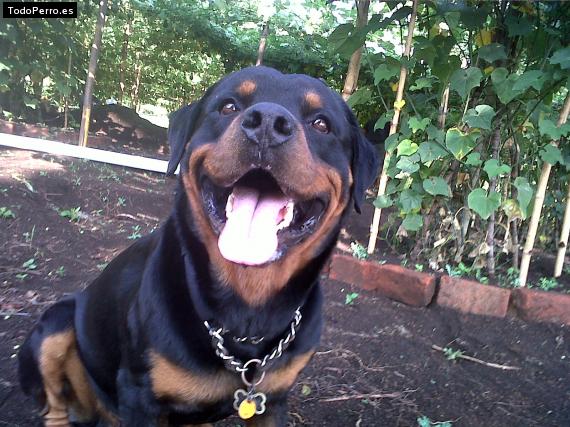 La foto del perro