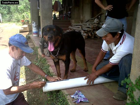 La foto del perro