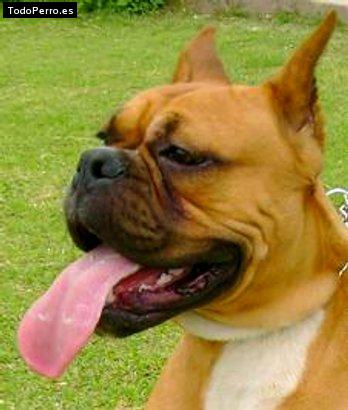 Foto del perro Rocco