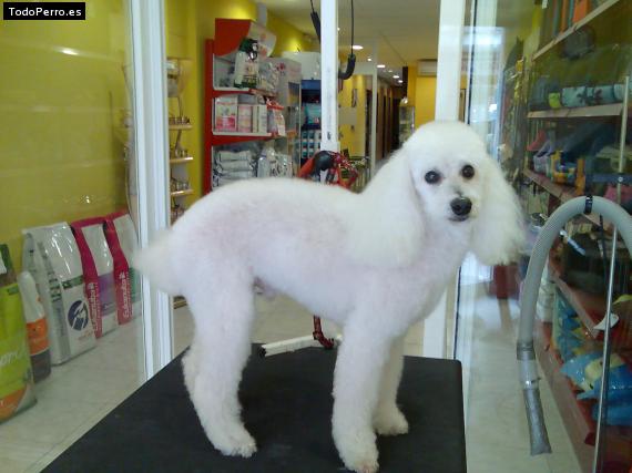 La foto del perro