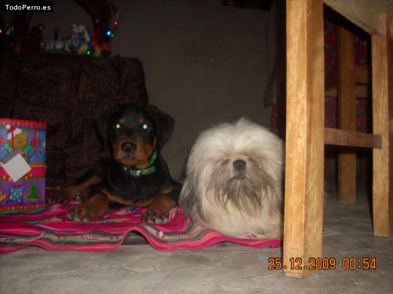La foto del perro