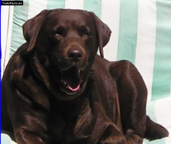 La foto del perro