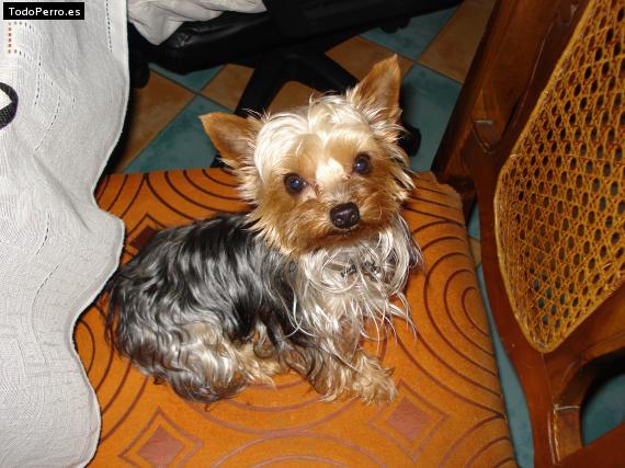 La foto del perro